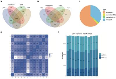 The ncRNA-mediated regulatory networks of defensins and lysozymes in Riptortus pedestris: involvement in response to gut bacterial disturbances